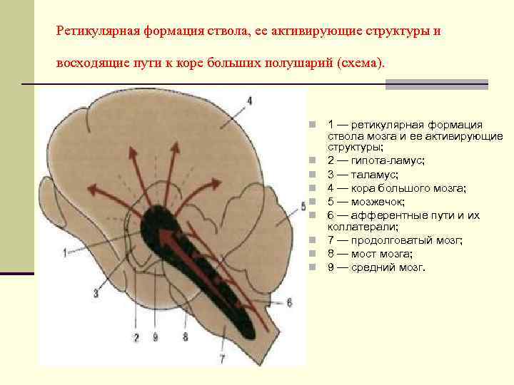 Ретикулярная формация ствола, ее активирующие структуры и восходящие пути к коре больших полушарий (схема).