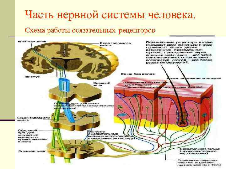 Общая схема строения нервной системы человека