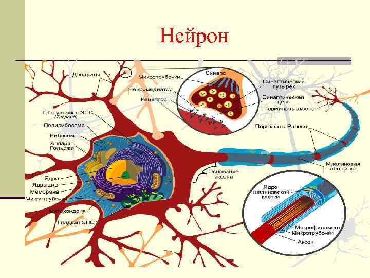 Нейрон 