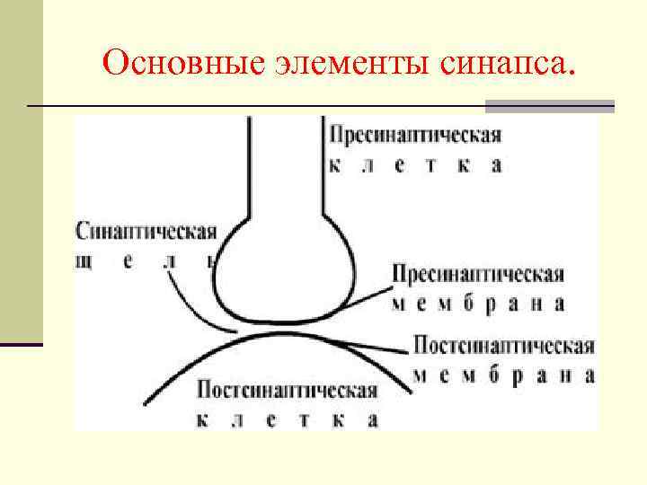 Основные элементы синапса. 