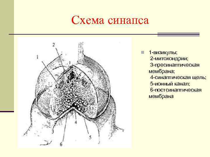Схема синапса n 1 визикулы; 2 митохондрии; 3 пресинаптическая мембрана; 4 синаптическая щель; 5