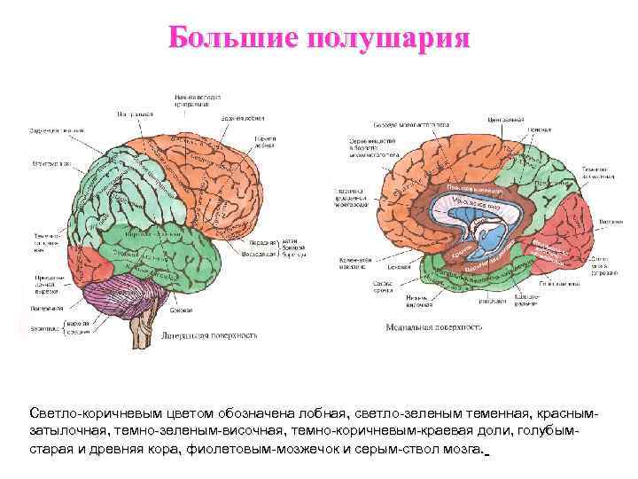 Гипофиз головного мозга фото