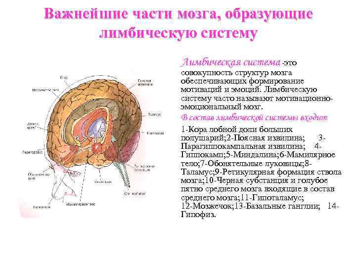 Какой отдел мозга отвечает за восприятие и хранение в памяти визуальных изображений затылочная доля