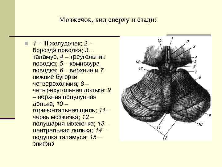 Мозжечок, вид сверху и сзади: n 1 – III желудочек; 2 – борозда поводка;