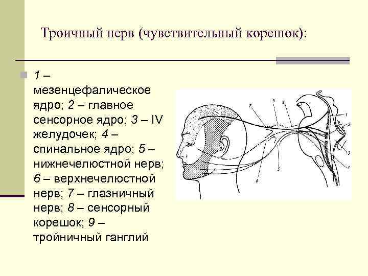 Троичный нерв (чувствительный корешок): n 1– мезенцефалическое ядро; 2 – главное сенсорное ядро; 3