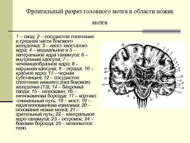 Фронтальный разрез головного мозга в области ножек мозга n 1 – свод; 2 –