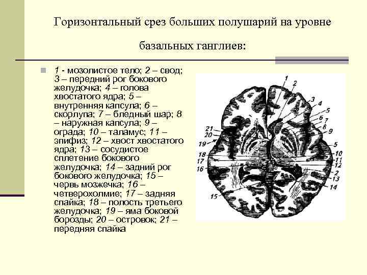 Базальные ядра головного мозга анатомия схема