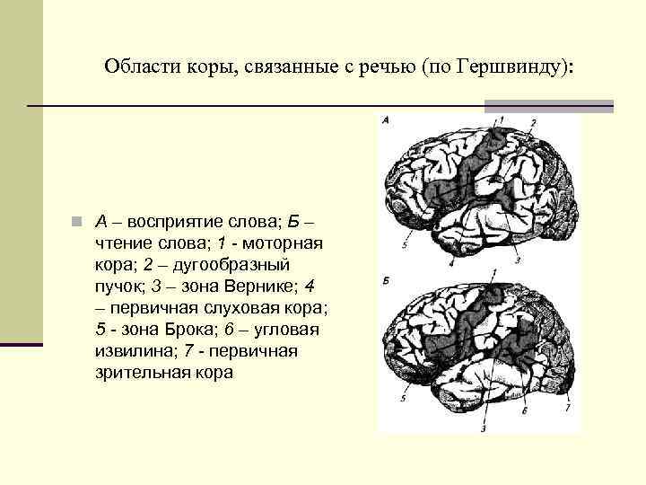 Области коры, связанные с речью (по Гершвинду): n А – восприятие слова; Б –