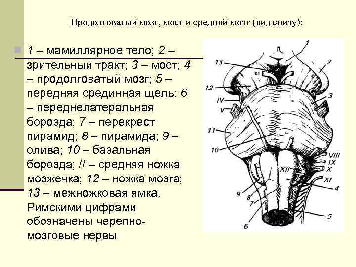 Продолговатый мозг, мост и средний мозг (вид снизу): n 1 – мамиллярное тело; 2