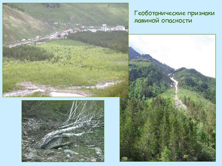 Геоботанические признаки лавиной опасности 