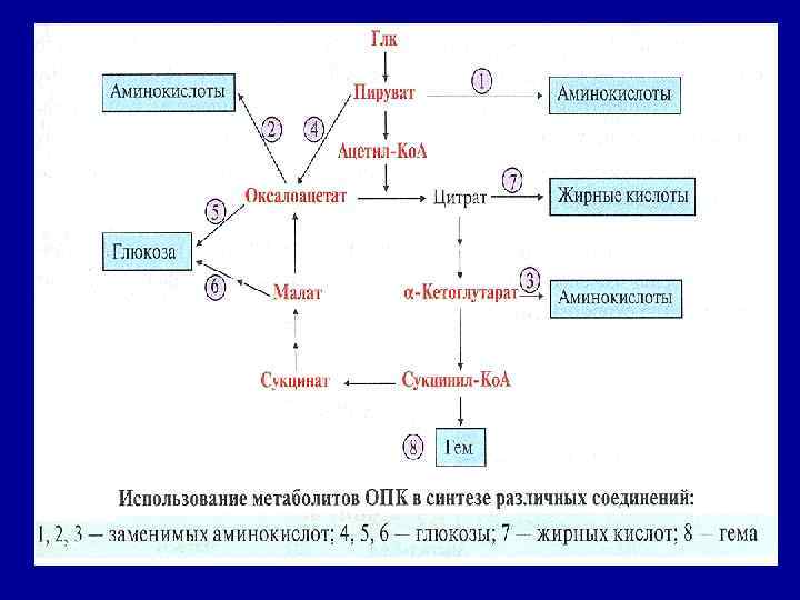 Схема синтеза аминокислот из общих метаболитов