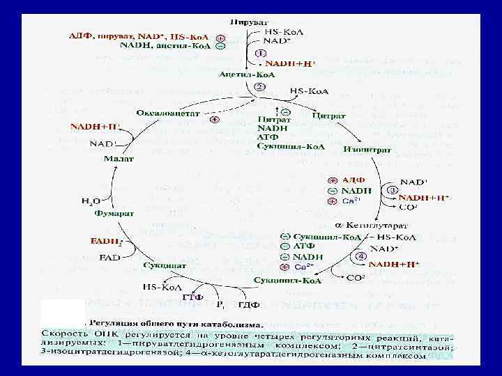 Скорость ОПК регулируется на уровне четырёх регуляторных реакций, катализируемых: - Пируватдегидрогеназным комплексом. - Цитратсинтазой.