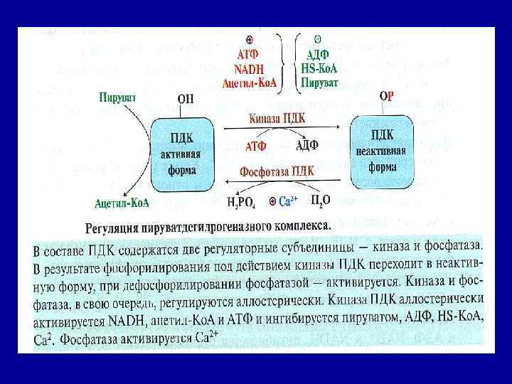 В составе ПДК содержатся две регуляторные субъединицы – киназа и фосфатаза. В результате фосфорилирования