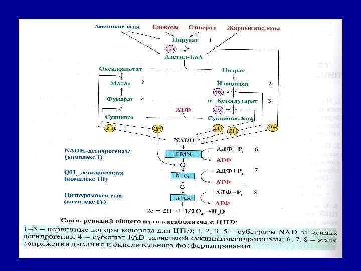 Этап катаболизма глюкозы. Реакции общего пути катаболизма. Общий путь катаболизма схема. Общий путь катаболизма биохимия реакции. 1 Общий путь катаболизма реакции.