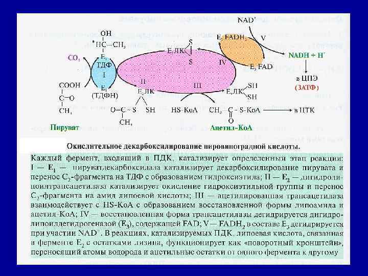 Все ферменты, входящие в состав комплекса, располагаются в пространстве таким образом, что обеспечивают одновременное