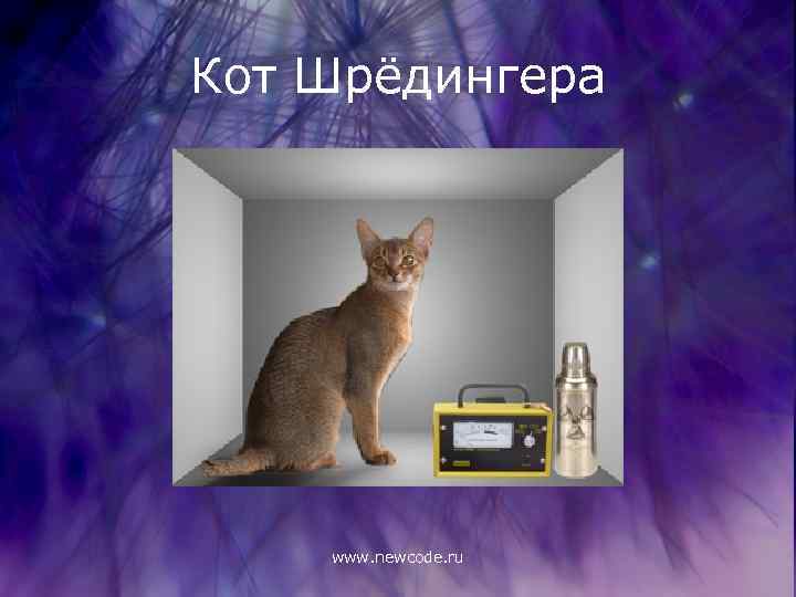 Кот Шрёдингера www. newcode. ru 
