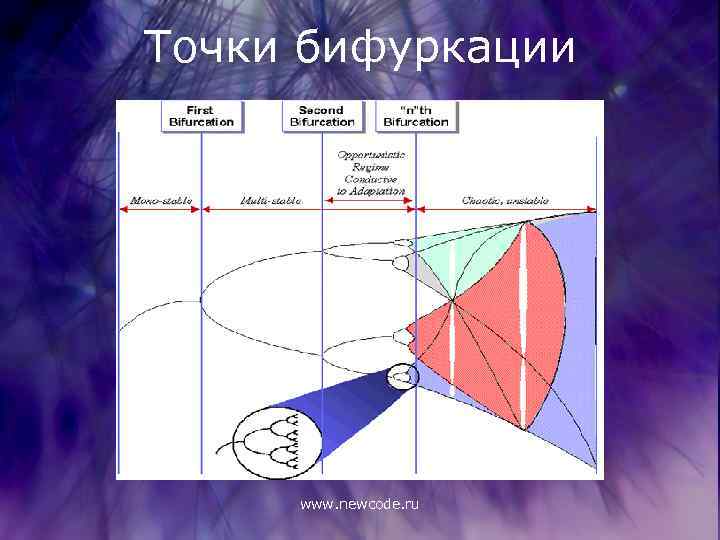 Точки бифуркации www. newcode. ru 