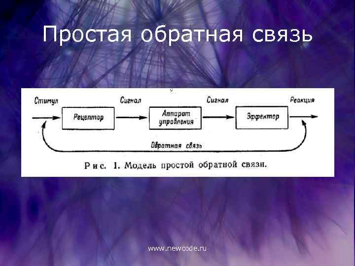 Простая обратная связь www. newcode. ru 