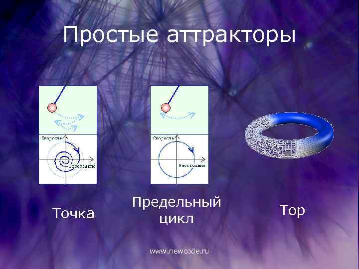 Простые аттракторы Точка Предельный цикл www. newcode. ru Тор 