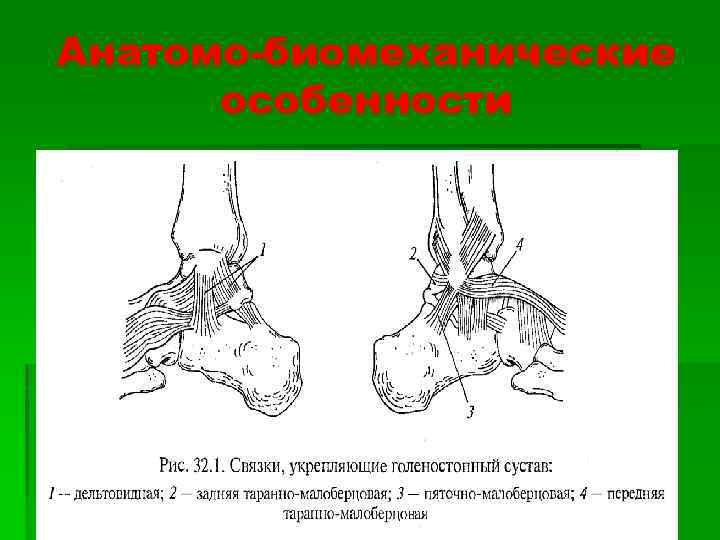 Анатомо-биомеханические особенности 