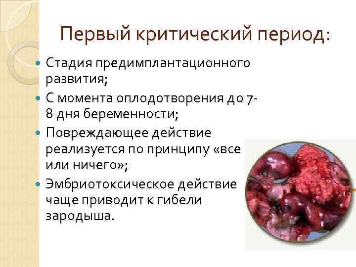 Первый критический период: Стадия предимплантационного развития; С момента оплодотворения до 78 дня беременности; Повреждающее