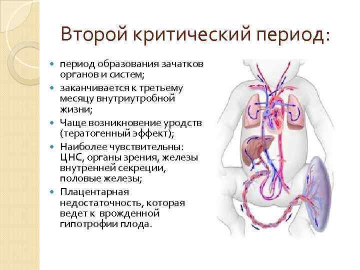 Второй критический период: период образования зачатков органов и систем; заканчивается к третьему месяцу внутриутробной