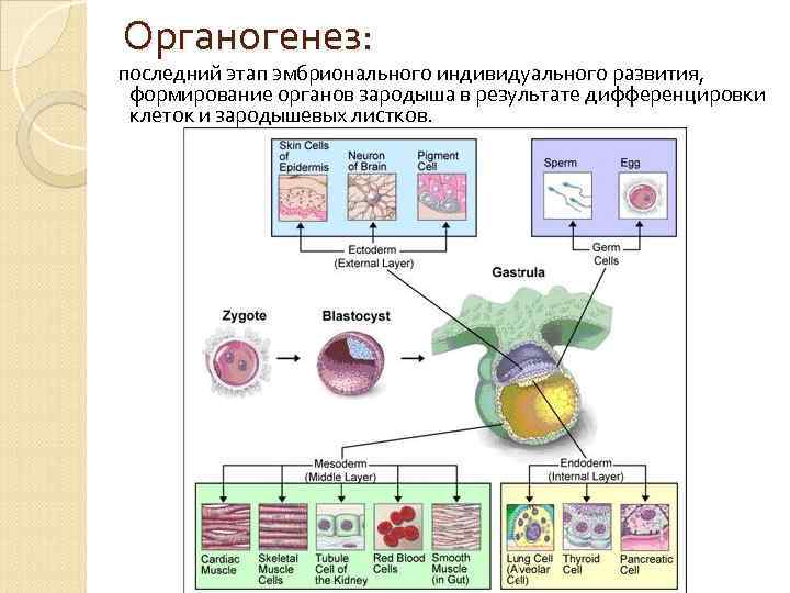 Органогенез: последний этап эмбрионального индивидуального развития, формирование органов зародыша в результате дифференцировки клеток и