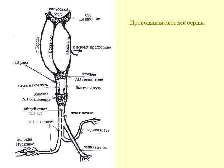 Проводящая система сердца 