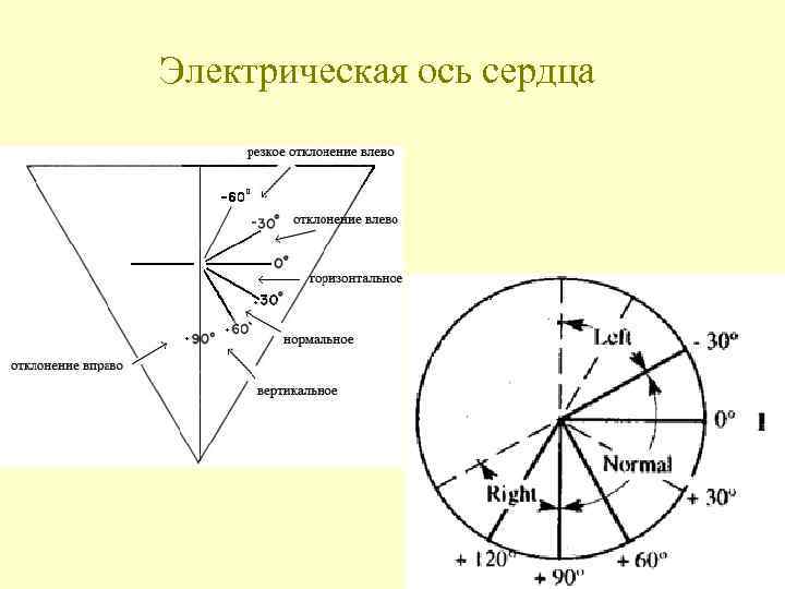 Электрическая ось сердца 
