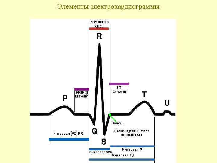 Рисунок экг физиология