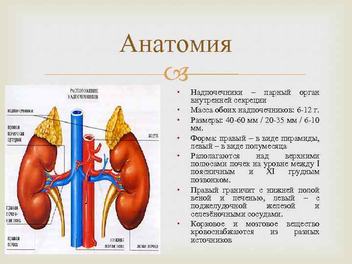 Надпочечник схема