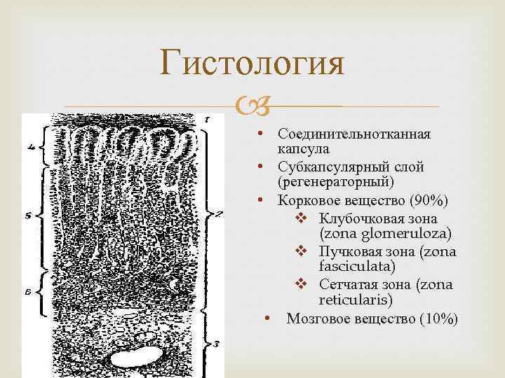 Гистология • Соединительнотканная капсула • Субкапсулярный слой (регенераторный) • Корковое вещество (90%) v Клубочковая