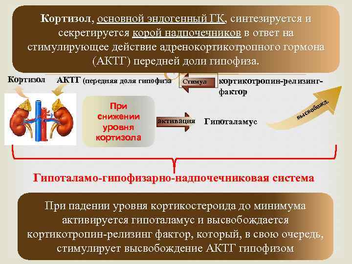 Кортизол за что отвечает