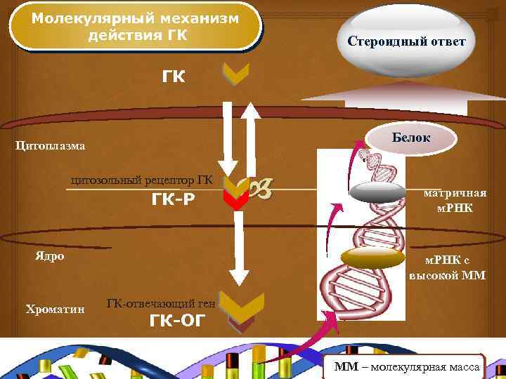 Молекулярный механизм действия ГК Стероидный ответ ГК Белок Цитоплазма цитозольный рецептор ГК ГК-Р Ядро