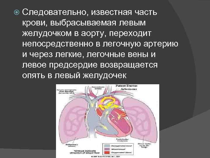  Следовательно, известная часть крови, выбрасываемая левым желудочком в аорту, переходит непосредственно в легочную