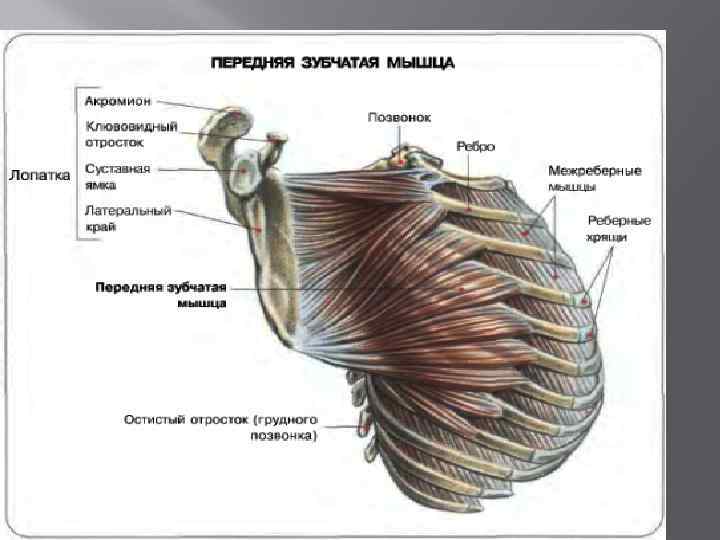 Передняя зубчатая мышца. Передняя зубчатая мышца анатомия. Функции передней зубчатой мышцы. Нижние пучки передней зубчатой мышцы. Передний зубчатый Мускул.