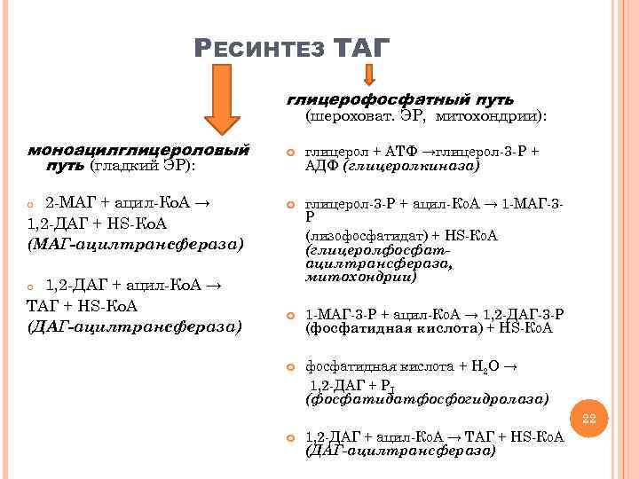 РЕСИНТЕЗ ТАГ глицерофосфатный путь (шероховат. ЭР, митохондрии): моноацилглицероловый путь (гладкий ЭР): глицерол + АТФ