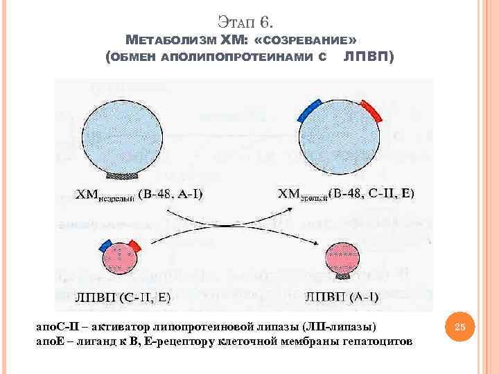 ЭТАП 6. МЕТАБОЛИЗМ ХМ: «СОЗРЕВАНИЕ» (ОБМЕН АПОЛИПОПРОТЕИНАМИ С ЛПВП) апо. С-II – активатор липопротеиновой