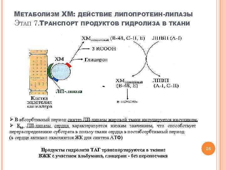 МЕТАБОЛИЗМ ХМ: ДЕЙСТВИЕ ЛИПОПРОТЕИН-ЛИПАЗЫ ЭТАП 7. ТРАНСПОРТ ПРОДУКТОВ ГИДРОЛИЗА В ТКАНИ Ø В абсорбтивный