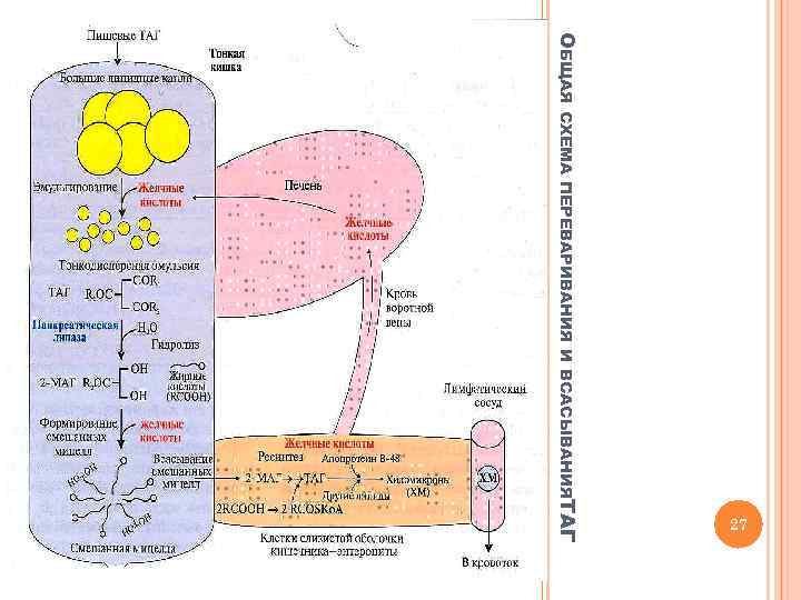 ОБЩАЯ СХЕМА ПЕРЕВАРИВАНИЯ И ВСАСЫВАНИЯТАГ 27 