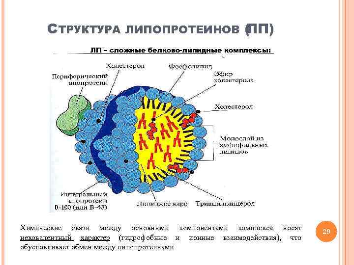 Схема строения липопротеинов