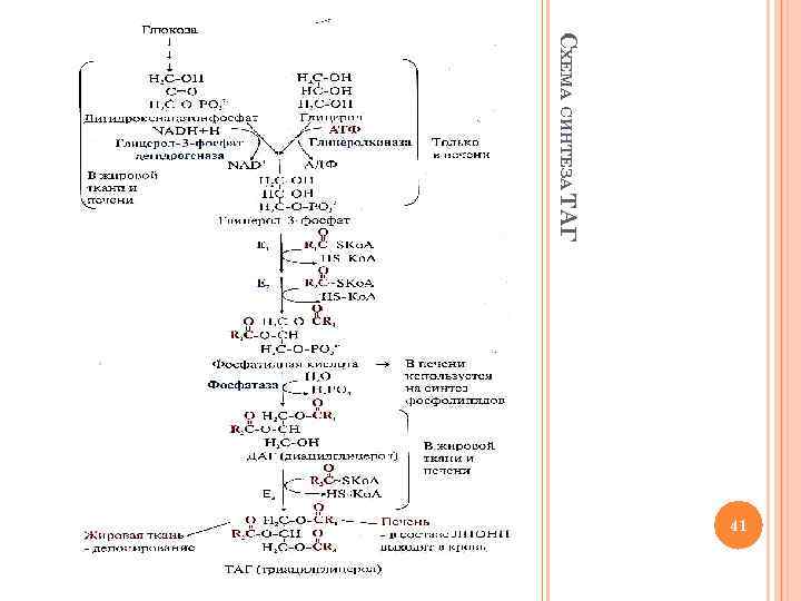 СХЕМА СИНТЕЗА ТАГ 41 