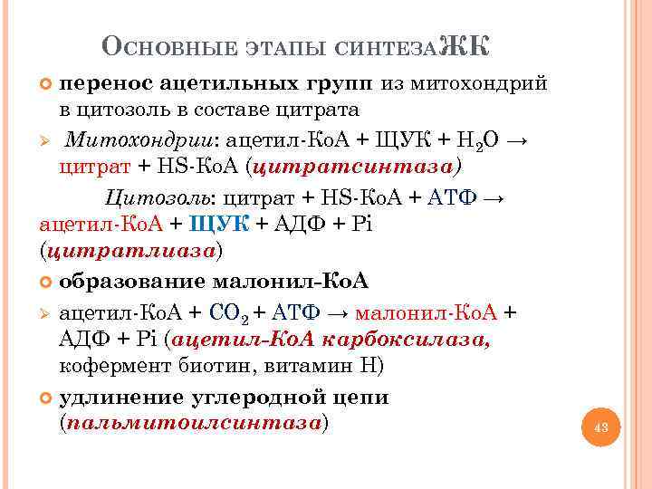 ОСНОВНЫЕ ЭТАПЫ СИНТЕЗАЖК перенос ацетильных групп из митохондрий в цитозоль в составе цитрата Ø