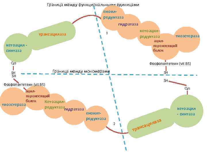 Граница между функциональными единицами еноил. Еноилтредуктаза гидратаза трансацилаза кетоацилредуктаза 1 тиоэстеpaзa ацилпереносящий белок кетоацил