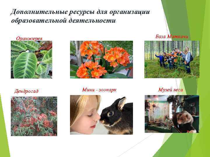 Дополнительные ресурсы для организации образовательной деятельности База Маткачи Оранжерея Дендросад Мини - зоопарк Музей