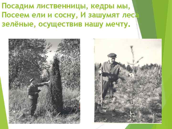Посадим лиственницы, кедры мы, Посеем ели и сосну, И зашумят леса зелёные, осуществив нашу
