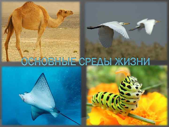 ОСНОВНЫЕ СРЕДЫ ЖИЗНИ 
