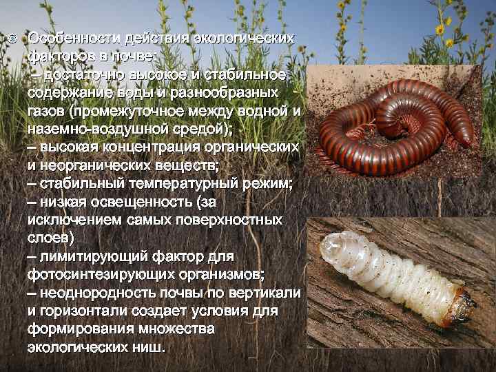  Особенности действия экологических факторов в почве: – достаточно высокое и стабильное содержание воды