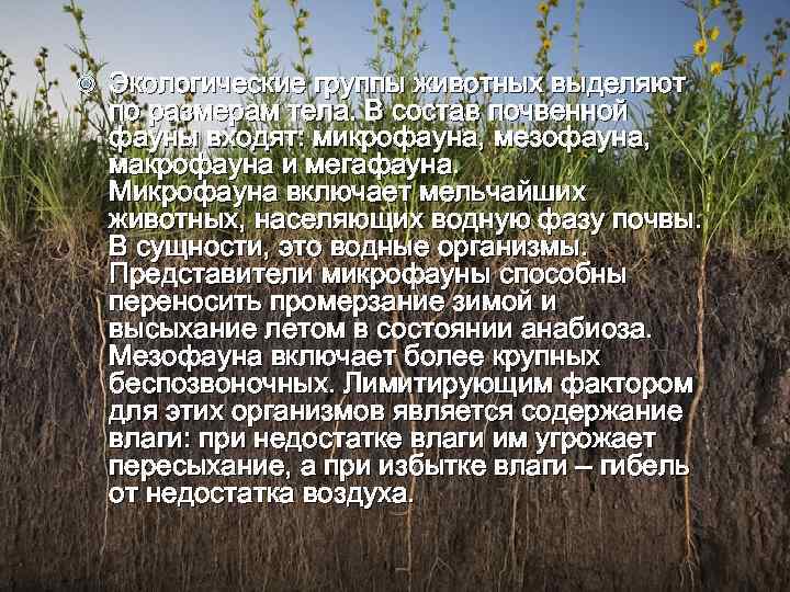 Экологические группы животных выделяют по размерам тела. В состав почвенной фауны входят: микрофауна,