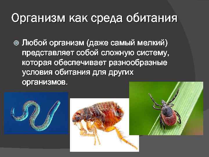 Организм как среда обитания Любой организм (даже самый мелкий) представляет собой сложную систему, которая